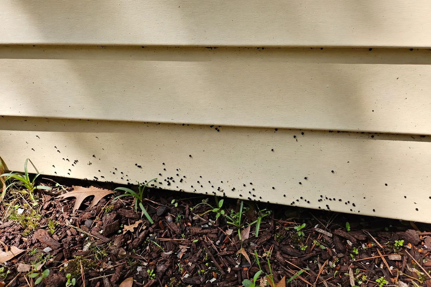 Artillery Fungus (Shotgun Fungus) on Jacksonville Siding: Removal Guide