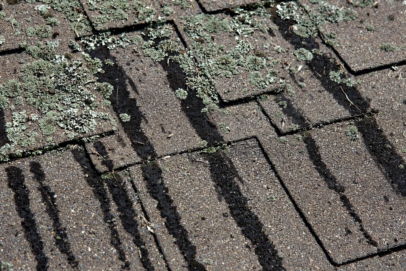 Lichen vs. Black Algae on Jacksonville Surfaces: How to Tell Them Apart